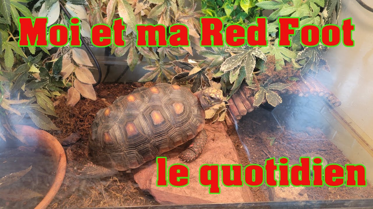moi et ma red foot Tortoise : Le quotidien