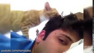 Gatos Acordando Seus Donos