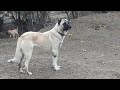 8 AYLIK YENİ KANGAL DİŞİMİZ ZEYNA ( BU KÖPEK SÜRÜ İÇİN DOĞMUŞ - KURT TESTİ YAPTIM- PAŞA ÇOK BEĞENDİ)