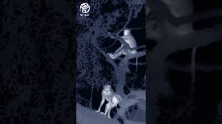 Tiger is climbing the tree to eat monkeys