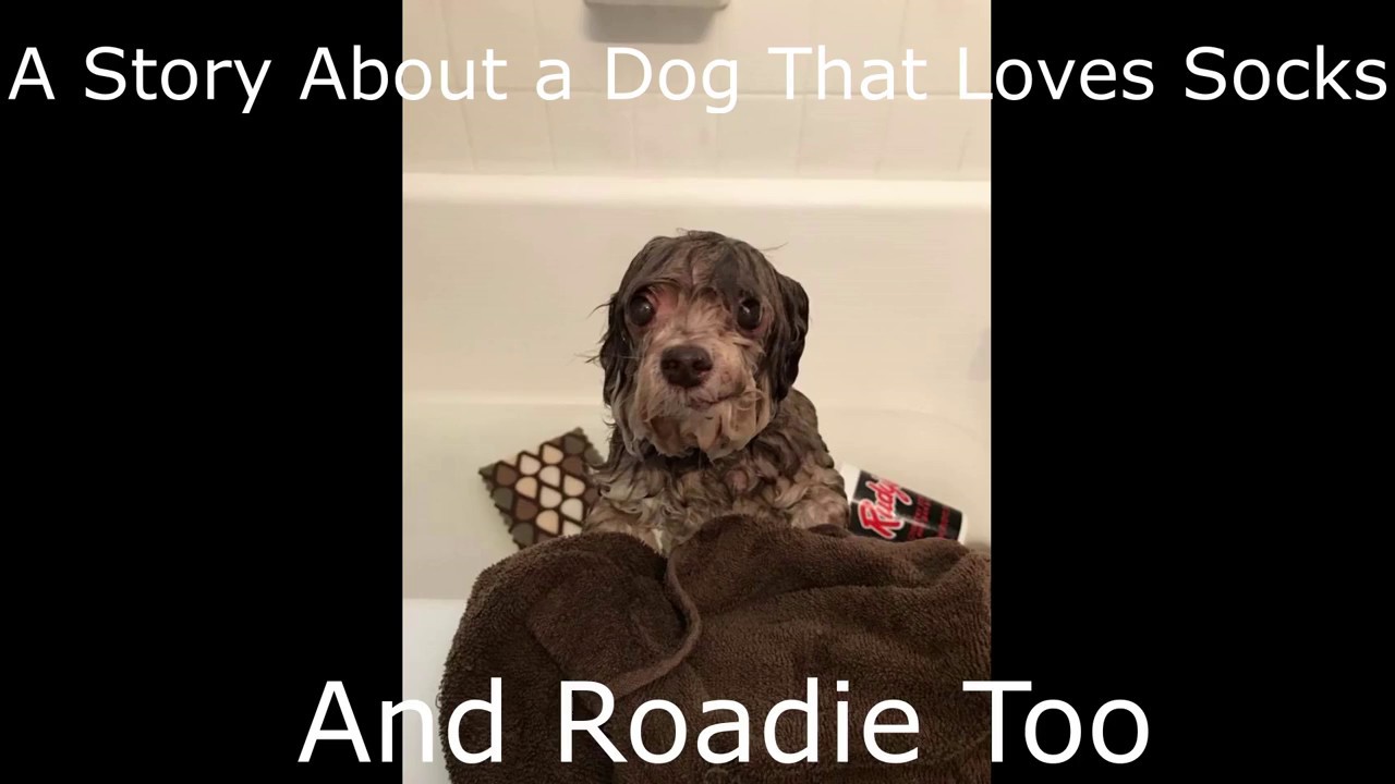 A Story About A Dog That Loves Socks YouTube