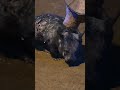 Wombat at the L.A. Zoo!