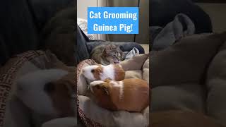 Cat Grooming Guinea Pig!