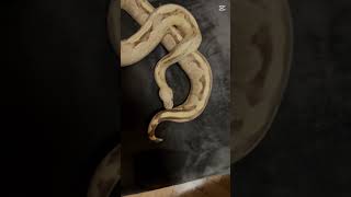 Banana Cinnamon x Vanilla Fire Ball Python 🔥🐍 #ballpython #snake #reptiles #petreptiles #zooyork