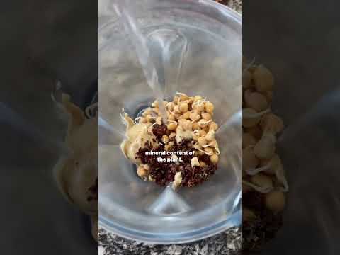 Raw Vegan (Sprouted) Hummus Recipe
