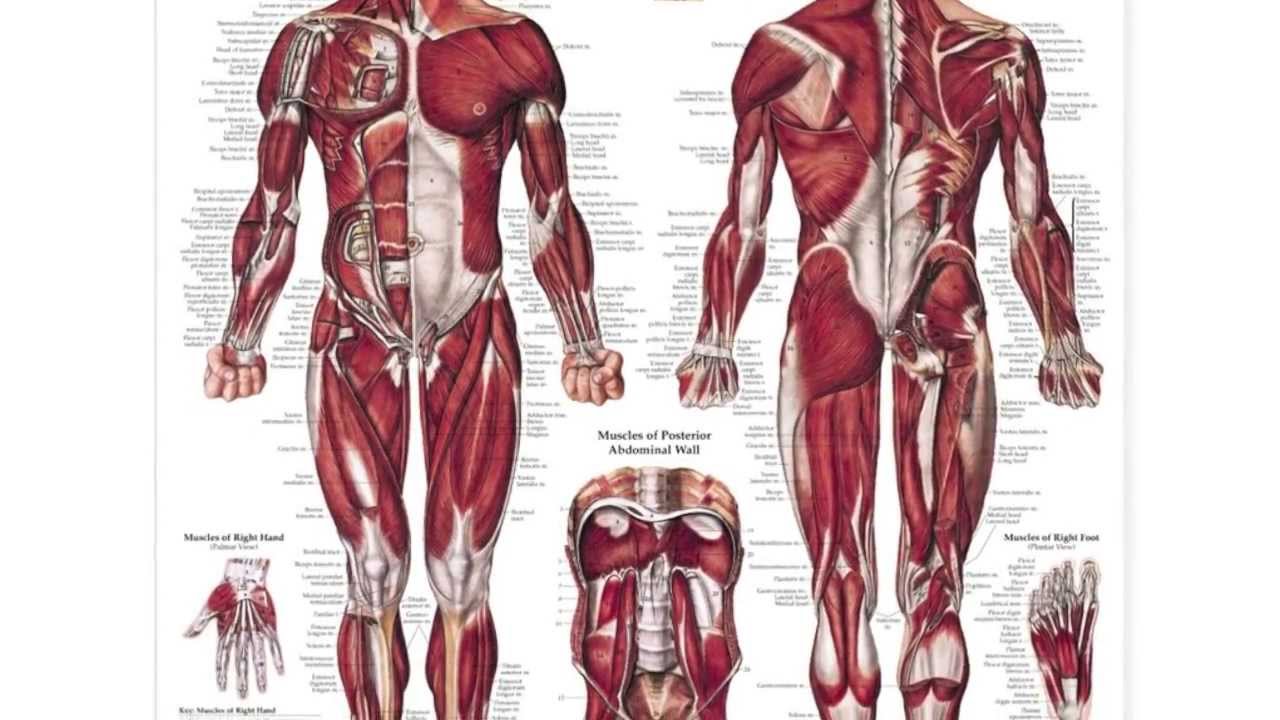 Строение скелет мышцы. Мышечная система человека схема. Атлас анатомия человека мышечная система. Мышечная система человека атлас схема. Мышцы туловища и конечностей 8 класс биология.