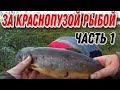 АРКТИЧЕСКИЙ ГОЛЕЦ И КУМЖА. ТУНДРА КОЛЬСКОГО ПОЛУОСТРОВА. ЧАСТЬ #1.