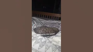If You Use This Sound Your Cat Will Protect You 