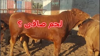 تفصيل جسم العجل من عظام واحشاء وجلد ودهن 2019