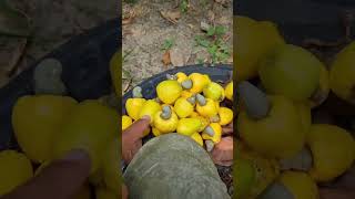 Árbol de la nuez de la India