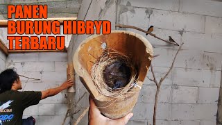 TERBAIK..!! PETERNAK BURUNG HYBRID SILANGAN TLEDEKAN X SRDC DARI PEMALANG
