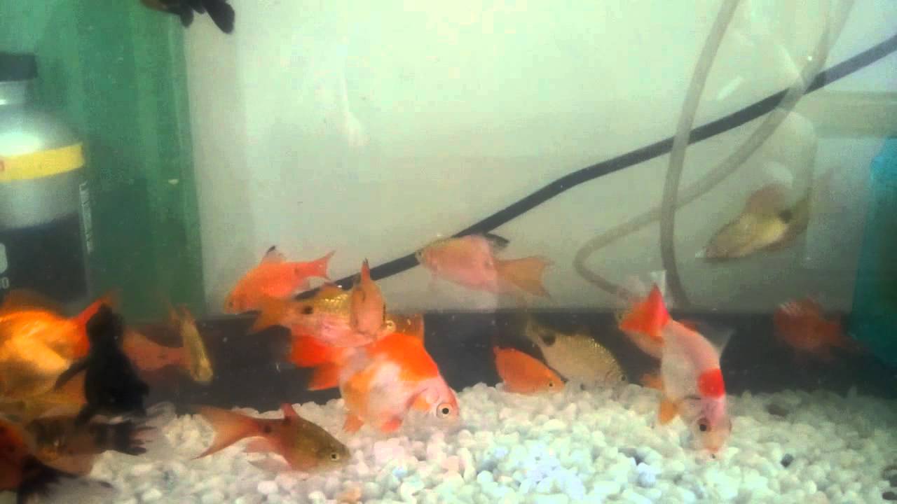 rosy barb goldfish