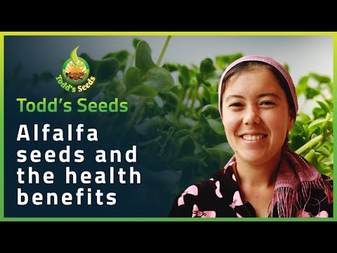 Alfalfa Seeds and the Health Benefits