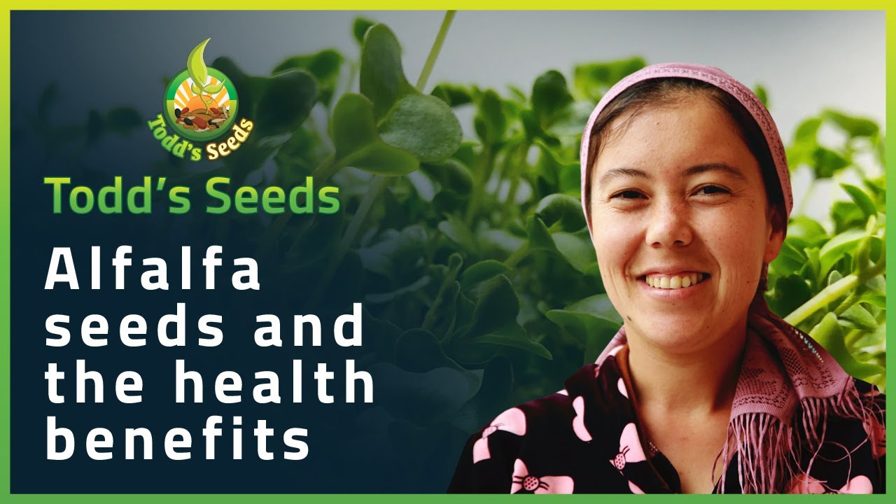 Alfalfa Seeds and the Health Benefits YouTube