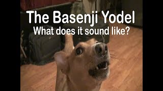 Basenji Yodel - What does it sound like