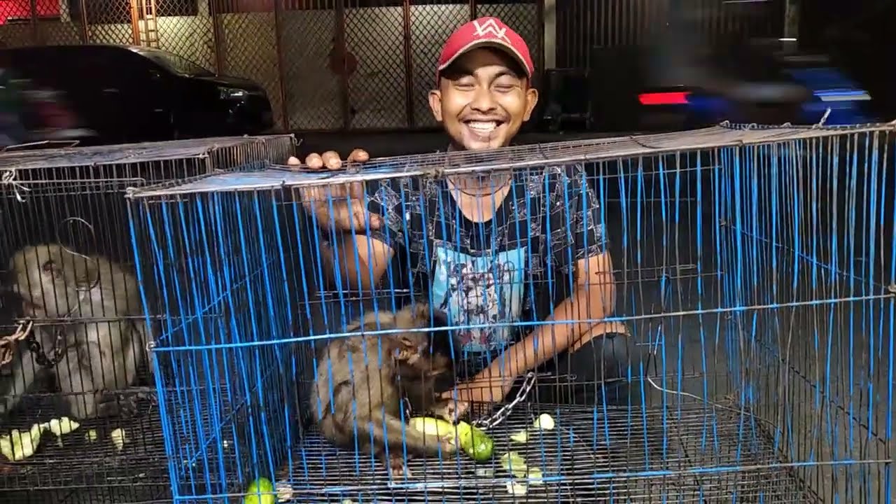 tanya harga monpai || beruk