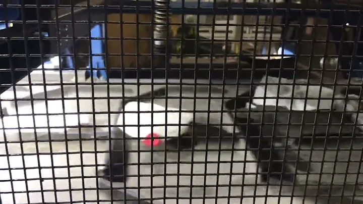 Kent County's new AI-powered recycling robot sorts out milk jugs from other reusable rubbish