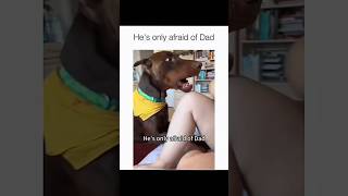 Dogs Being Idiots Part 217 Funny Dogs Compilation