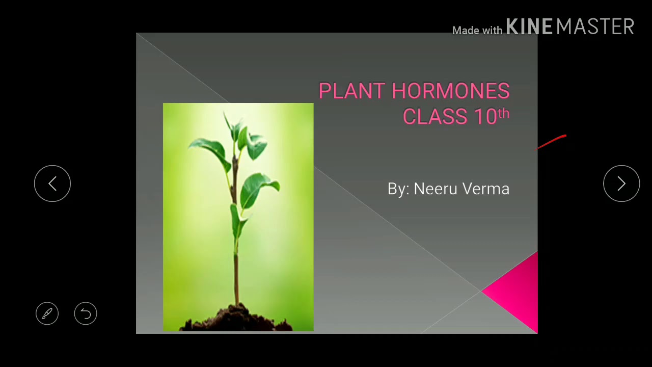 Plant hormones class 10th CBSE YouTube