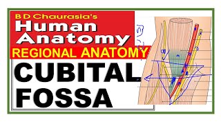 Chp8 | Cubital Fossa | Upper Limb | BD Chaurasia Regional Anatomy | Dr Asif Lectures