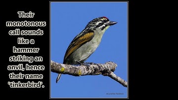 Red-fronted Tinkerbird calling