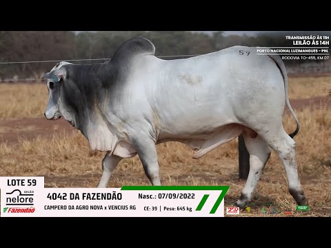 LOTE 59