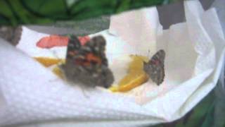 Pinetop Lakeside Library's Butterfly Journal Video 4