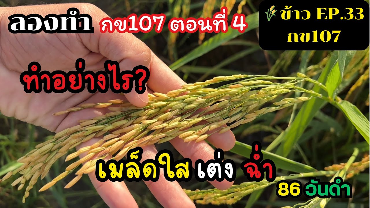 EP.33 || (ลองทำ กข107 ตอนที่4) : รวงข้าว107เมล็ดใสดีมาก เต่ง ฉ่ำ ทำอย่างไร?
