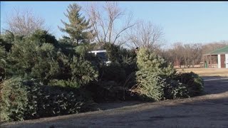 Christmas tree recycling