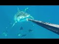 Big Tiger Shark