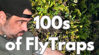 How To Save A Venus Flytrap! 4 Steps That Has Saved 100s Of Them For Me!