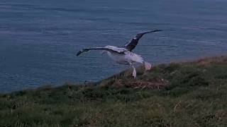 Northern Royal Albatross Chick Catches Wind Beneath Its Wings In New Zealand | August 3, 2026