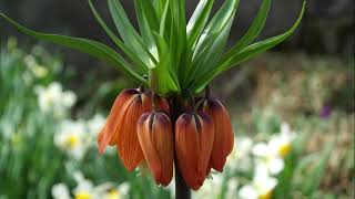 Crown imperial flower