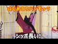 はじめてのハンモックに乗る子猫が戸惑う姿が可愛い【黒猫子猫時代】black cat nekota hammock cat videos