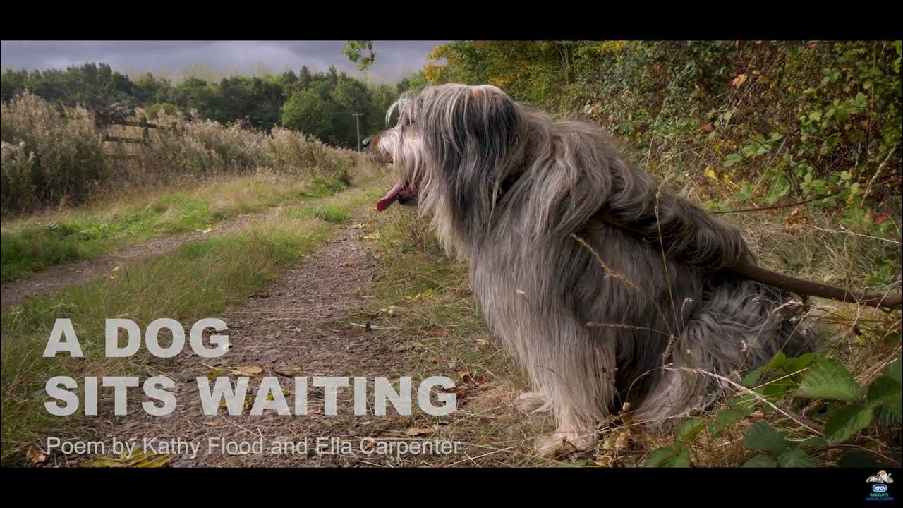 A Dog Sits Waiting Poem YouTube