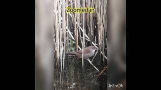 Species No 59 Cettis Warbler  Much Awaited Footage Of This Really Tricky Species To Film Love Em