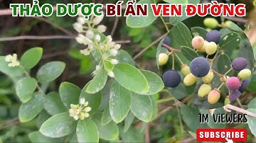 Cây Rung Rúc – Loài cây thuốc nam kỳ bí giúp tăng cường sức khỏe mà ít người biết tới#NTH