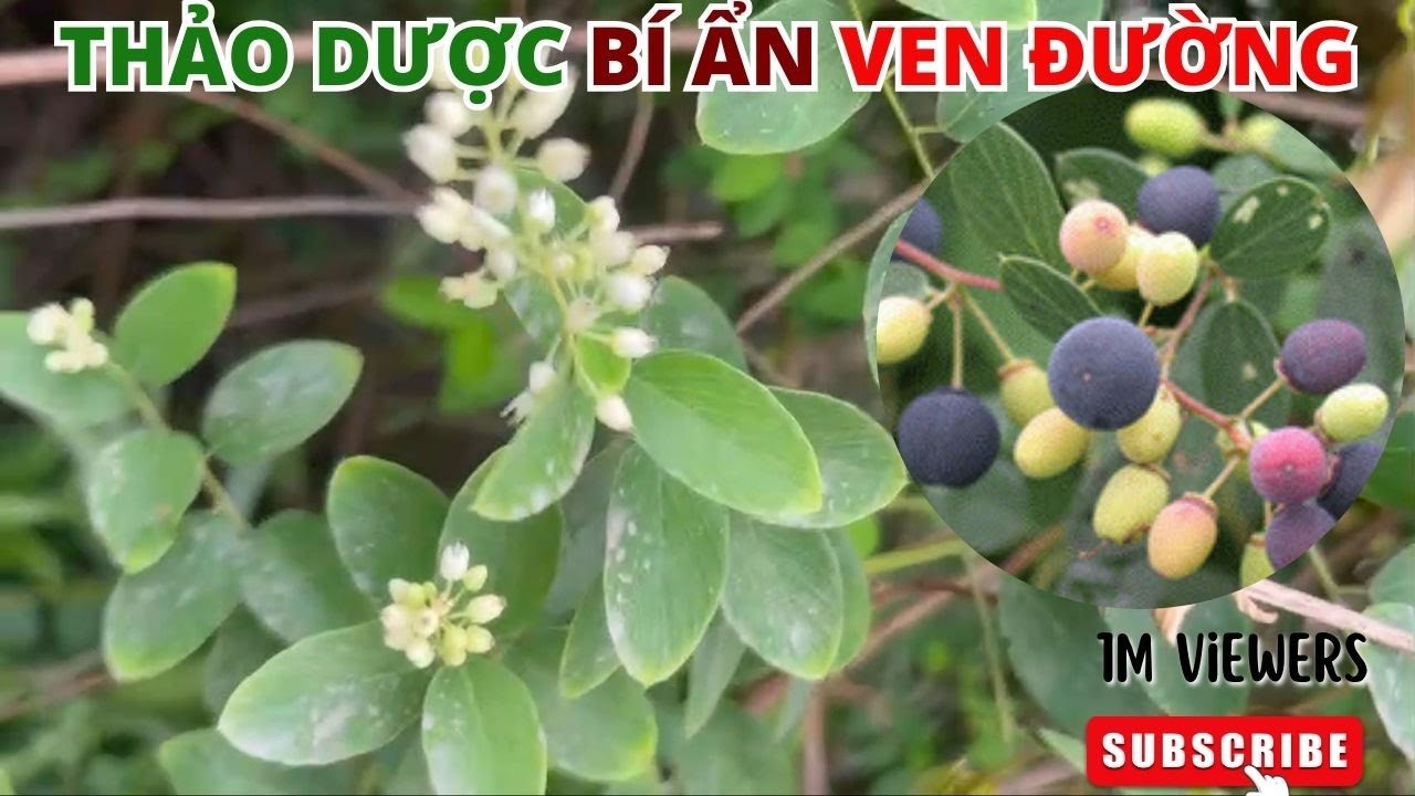 Cây Rung Rúc – Loài cây thuốc nam kỳ bí giúp tăng cường sức khỏe mà ít ...