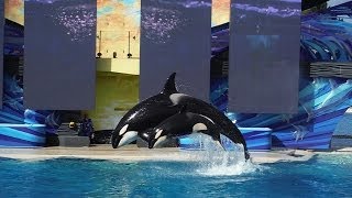 One Ocean  Show Hd May 18 2014  Seaworld San Diego