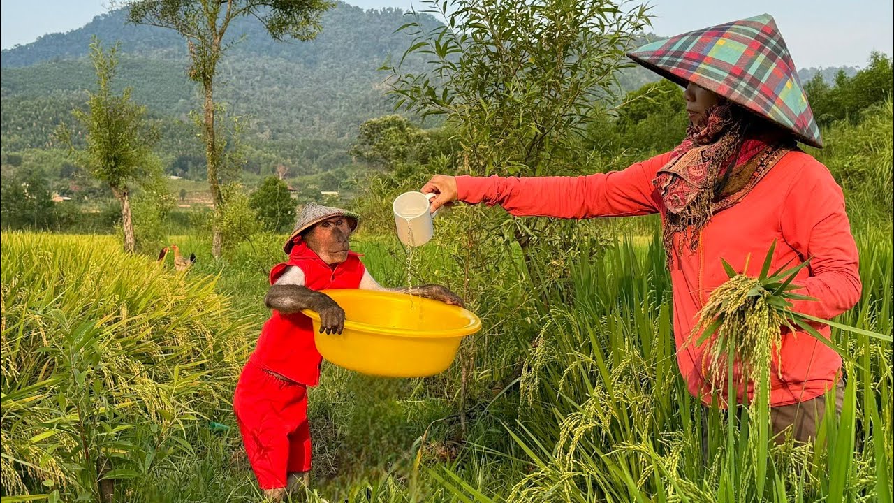 Smart monkey Abu brings water to mom in hot sun