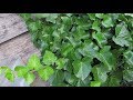 Размножение плюща черенками/Ivy propagation by cuttings