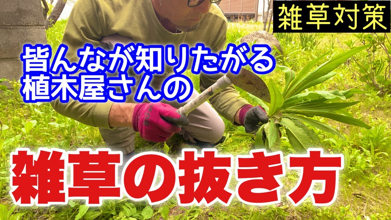 庭の草抜き、小さい木の伐採【2〜3本】 滋賀県草津市の庭木の伐採・伐根｜おすすめ業者を口コミや費用で比較