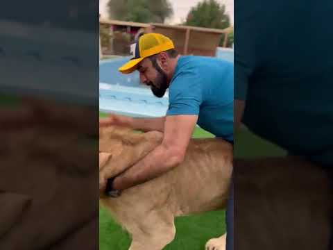 اسد يرفع صاحبه على ظهره        