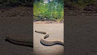 Big python ✊ #shorts #short #viralvideo Net Worth