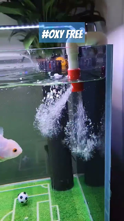 Free Oxygen For Fish Tank #oxygen #aquarium #aquariumsetup #diy #trending