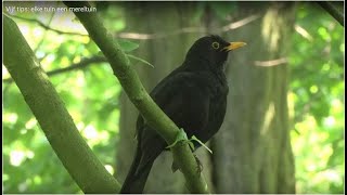 Vijf Tips Elke Tuin Een Mereltuin Vogelbescherming Nederland