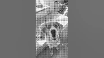 Moeke Abonneren Dog Dogshorts 