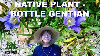 Native Plant Of North America - Bottle Gentian Blooming