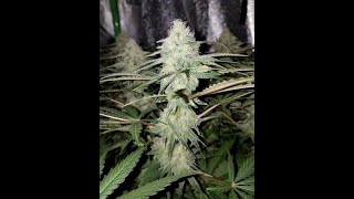 World of Seeds Medical Collection Northern Lights and Big Bud