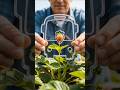 Strawberry Farming Innovation: Bus-Shaped Fruit Mold #ai #farming #StrawberryFarming #FruitMolds
